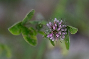 David Plant Photography - Wildlife Photography - Knotted clover - D