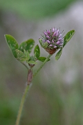 David Plant Photography - Wildlife Photography - Knotted clover - E