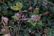 David Plant Photography - Wildlife Photography - Knotted clover - F