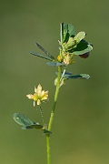 David Plant Photography - Wildlife Photography - Lesser trefoil - A