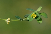 David Plant Photography - Wildlife Photography - Lesser trefoil - B