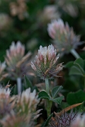 David Plant Photography - Wildlife Photography - Long-headed clover - D