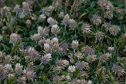 David Plant Photography - Wildlife Photography - Long-headed clover - F