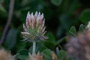 David Plant Photography - Wildlife Photography - Long-headed clover - G