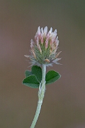 David Plant Photography - Wildlife Photography - Long-headed clover - H