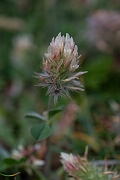 David Plant Photography - Wildlife Photography - Long-headed clover - J