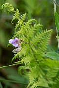 David Plant Photography - Wildlife Photography - Marsh pea - B