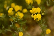 David Plant Photography - Wildlife Photography - Narrow-leaved birdsfoot trefoil - B