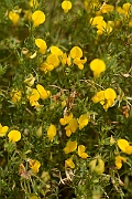 David Plant Photography - Wildlife Photography - Narrow-leaved birdsfoot trefoil - C