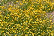David Plant Photography - Wildlife Photography - Narrow-leaved birdsfoot trefoil - G