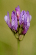 David Plant Photography - Wildlife Photography - Purple milk-vetch - C
