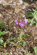 David Plant Photography - Wildlife Photography - Purple milk-vetch - G