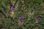 David Plant Photography - Wildlife Photography - Purple oxytropis - B