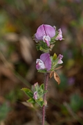 David Plant Photography - Wildlife Photography - Restharrow - C