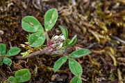 David Plant Photography - Wildlife Photography - Rough clover - A