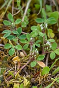David Plant Photography - Wildlife Photography - Rough clover - D