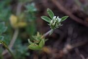 David Plant Photography - Wildlife Photography - Rough clover - J