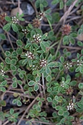 David Plant Photography - Wildlife Photography - Rough clover - P