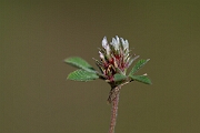 David Plant Photography - Wildlife Photography - Rough clover - Q