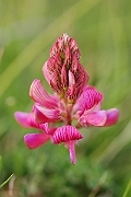 David Plant Photography - Wildlife Photography - Sainfoin - A
