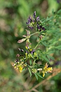 David Plant Photography - Wildlife Photography - Sand lucerne, Medicago sativa nothossp. varia - A