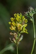David Plant Photography - Wildlife Photography - Sand lucerne, Medicago sativa nothossp. varia - B