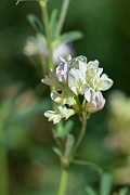 David Plant Photography - Wildlife Photography - Sand lucerne, Medicago sativa nothossp. varia - C