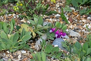 David Plant Photography - Wildlife Photography - Sea pea - A