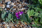 David Plant Photography - Wildlife Photography - Sea pea - C