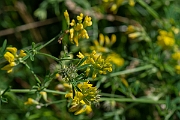 David Plant Photography - Wildlife Photography - Sickle medick - C