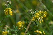 David Plant Photography - Wildlife Photography - Sickle medick - D