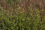 David Plant Photography - Wildlife Photography - Sickle medick - H