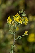 David Plant Photography - Wildlife Photography - Sickle medick - J