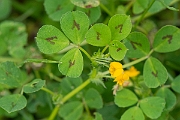 David Plant Photography - Wildlife Photography - Spotted medick - A