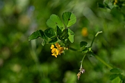 David Plant Photography - Wildlife Photography - Spotted medick - D