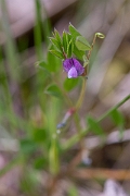 David Plant Photography - Wildlife Photography - Spring vetch - A