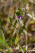 David Plant Photography - Wildlife Photography - Spring vetch - B