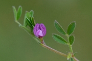 David Plant Photography - Wildlife Photography - Spring vetch - C