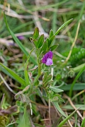 David Plant Photography - Wildlife Photography - Spring vetch - D