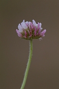 David Plant Photography - Wildlife Photography - Strawberry clover - E