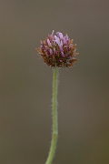 David Plant Photography - Wildlife Photography - Strawberry clover - F