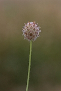 David Plant Photography - Wildlife Photography - Strawberry clover - I