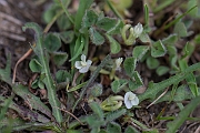 David Plant Photography - Wildlife Photography - Subterranean clover - A