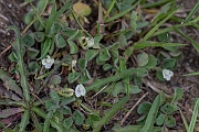 David Plant Photography - Wildlife Photography - Subterranean clover - C