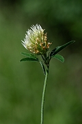 David Plant Photography - Wildlife Photography - Sulphur clover - I