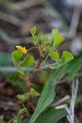 David Plant Photography - Wildlife Photography - Toothed medick - A