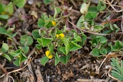David Plant Photography - Wildlife Photography - Toothed medick - C