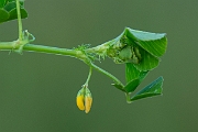 David Plant Photography - Wildlife Photography - Toothed medick - E