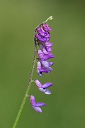 David Plant Photography - Wildlife Photography - Tufted vetch - A