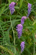 David Plant Photography - Wildlife Photography - Tufted vetch - B